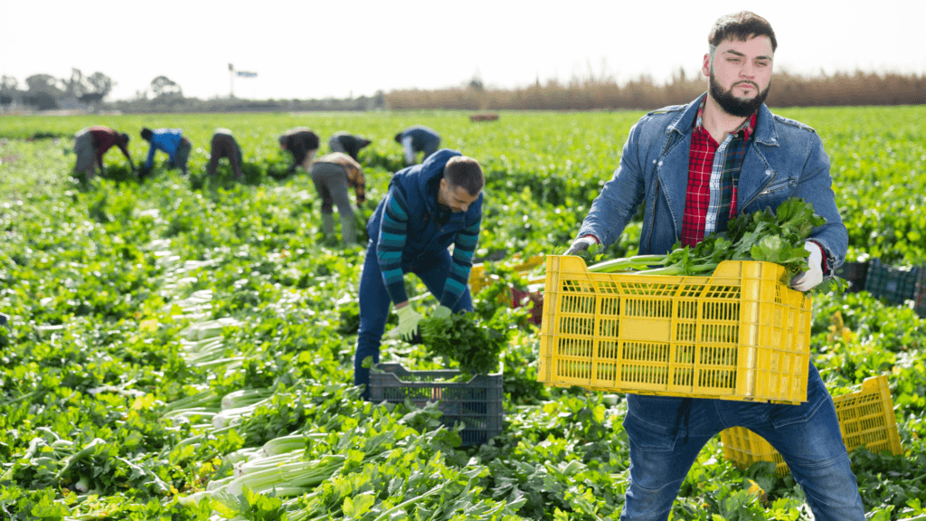 hand picking vegetables